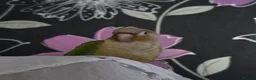 Conures birds for sale: Baby green cheek conures - Advert 3
