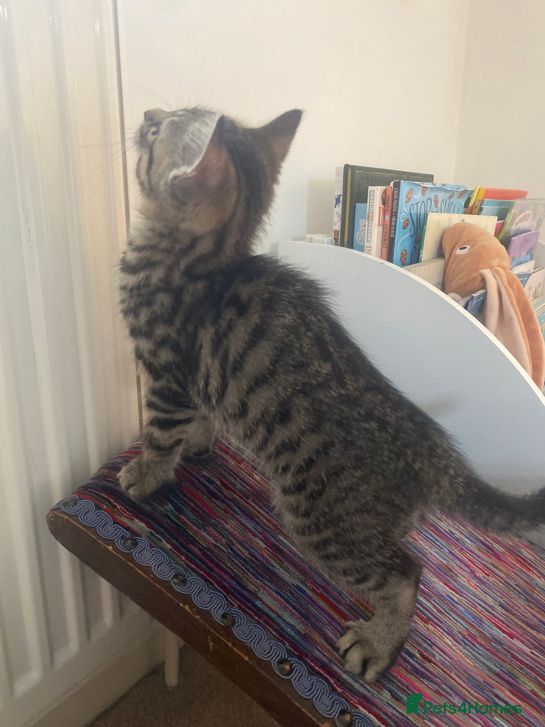 Mixed Breed cats for sale: Tabby Kittens in Kidderminster - Image 18