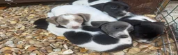 Miniature Dachshund dogs for sale: 2 boys and 2 girls left,  Miniature Dachshund   in Peterborough - Advert 4