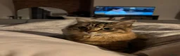 Domestic Shorthair cats for sale: 2 year old cat for rehoming - Advert 16