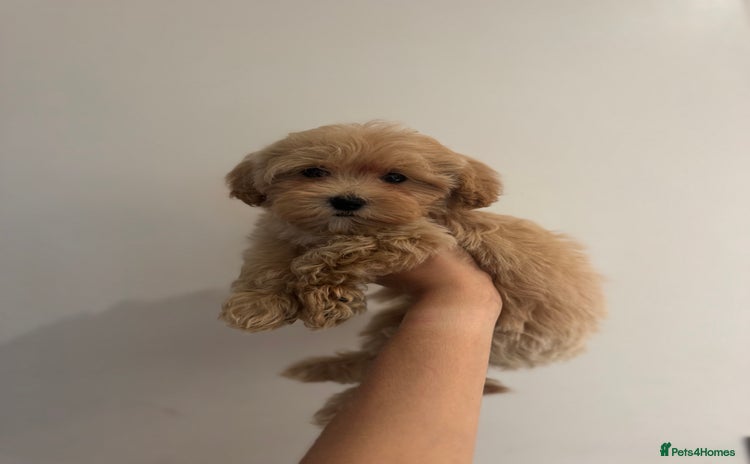 Maltipoo dogs - Advert 4