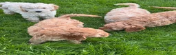 Cockapoo dogs for sale: Red & Apricot Cockapoo Puppies in Airdrie - Advert 16
