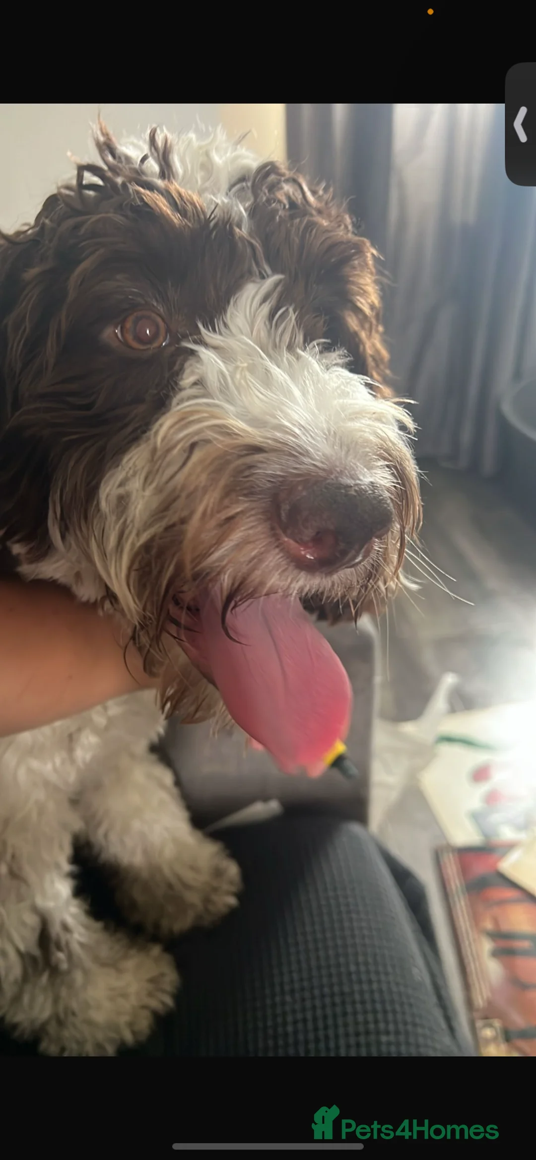 Cockapoo dogs for sale: Little boy  - Advert 1