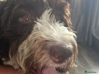 Cockapoo dogs Little boy - Advert 3