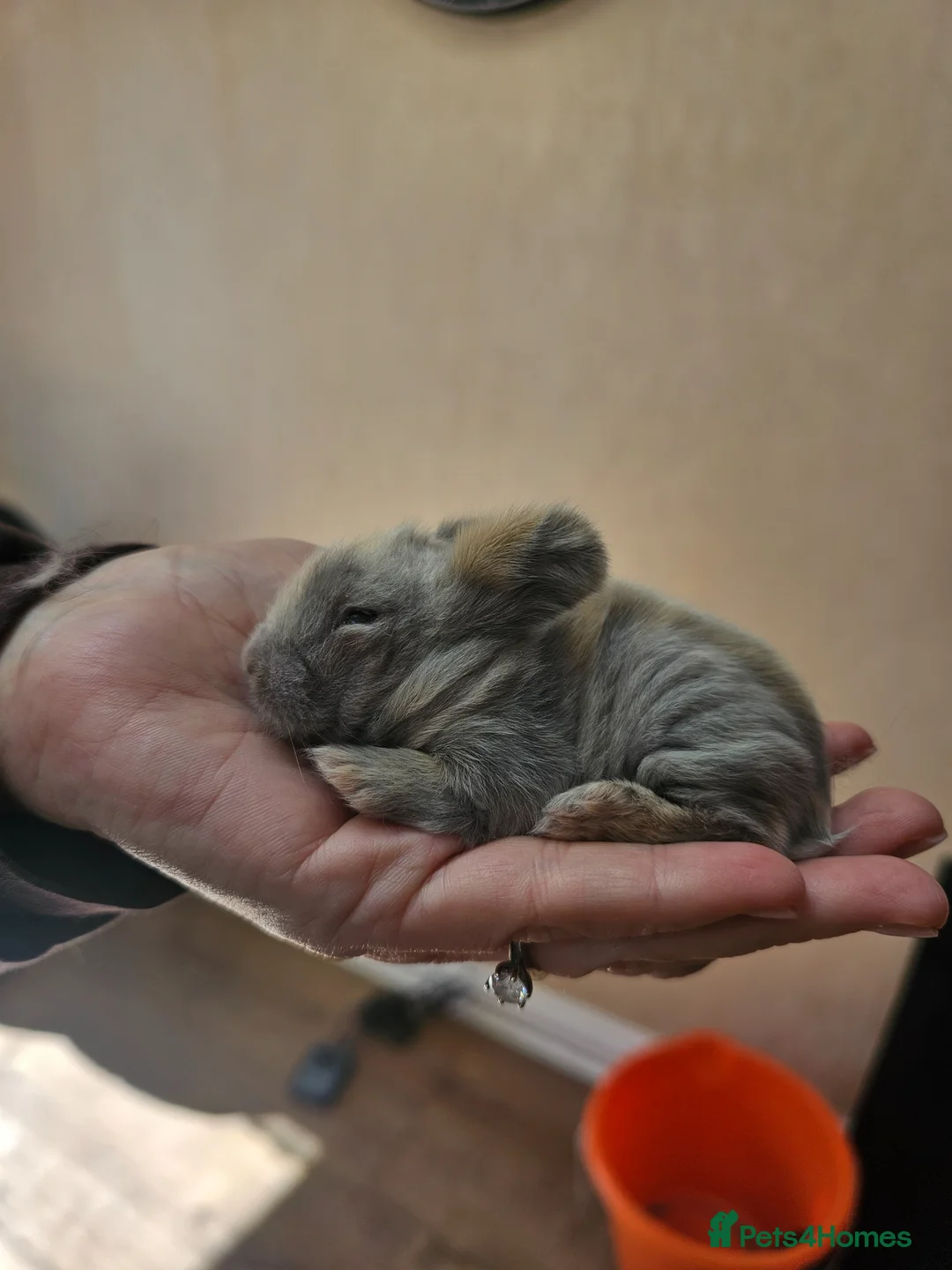 Lionhead rabbits for sale: Lionhead Bunnies - Advert 4