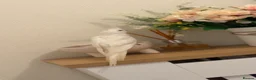 Parakeets birds for sale: African grey  - Advert 6