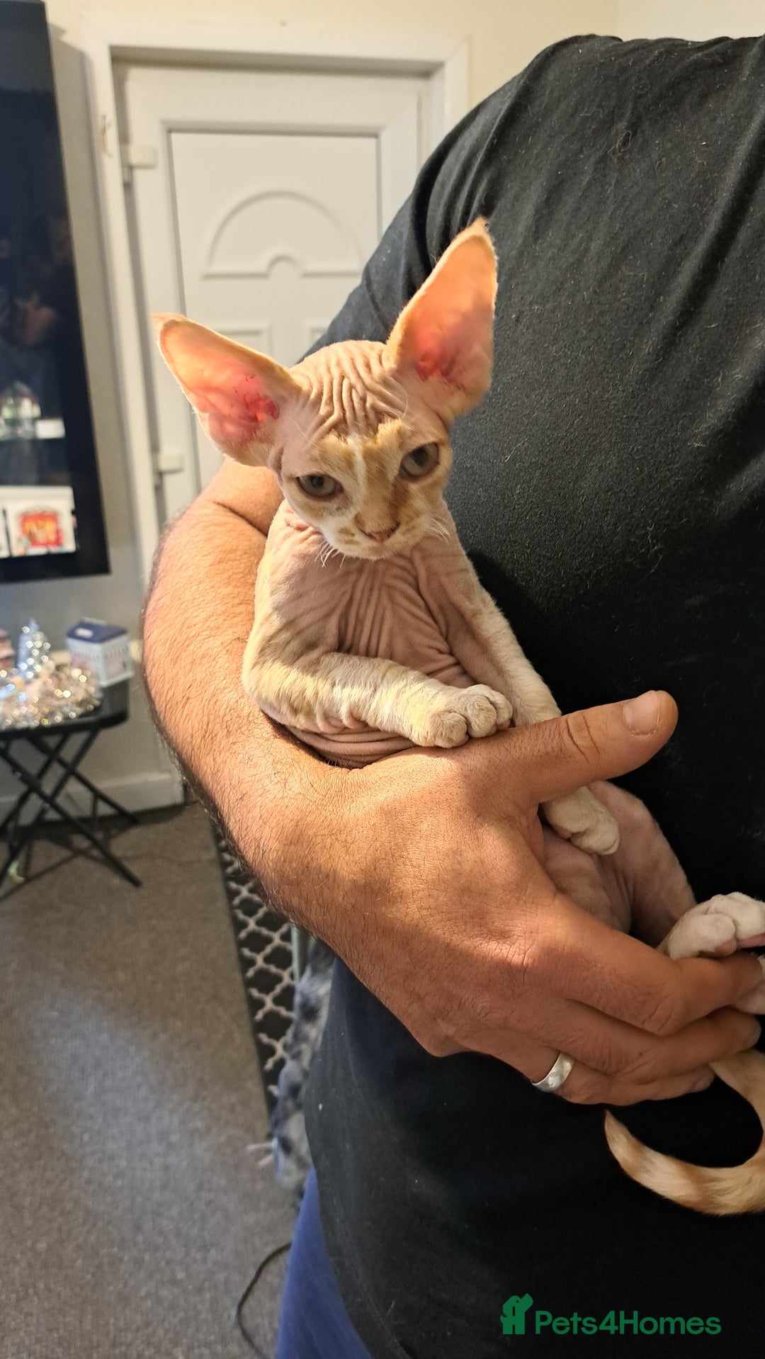 Devon Rex cats for sale: Beautiful Devon Rex kittens, Last boy available!  - Advert 2
