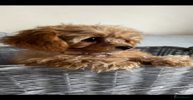 Cavapoo dogs - Advert 4