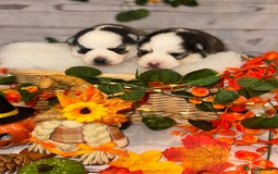 Pomsky dogs for sale: Lilac sired F2 masked Pomsky blue eyes  - Image 22