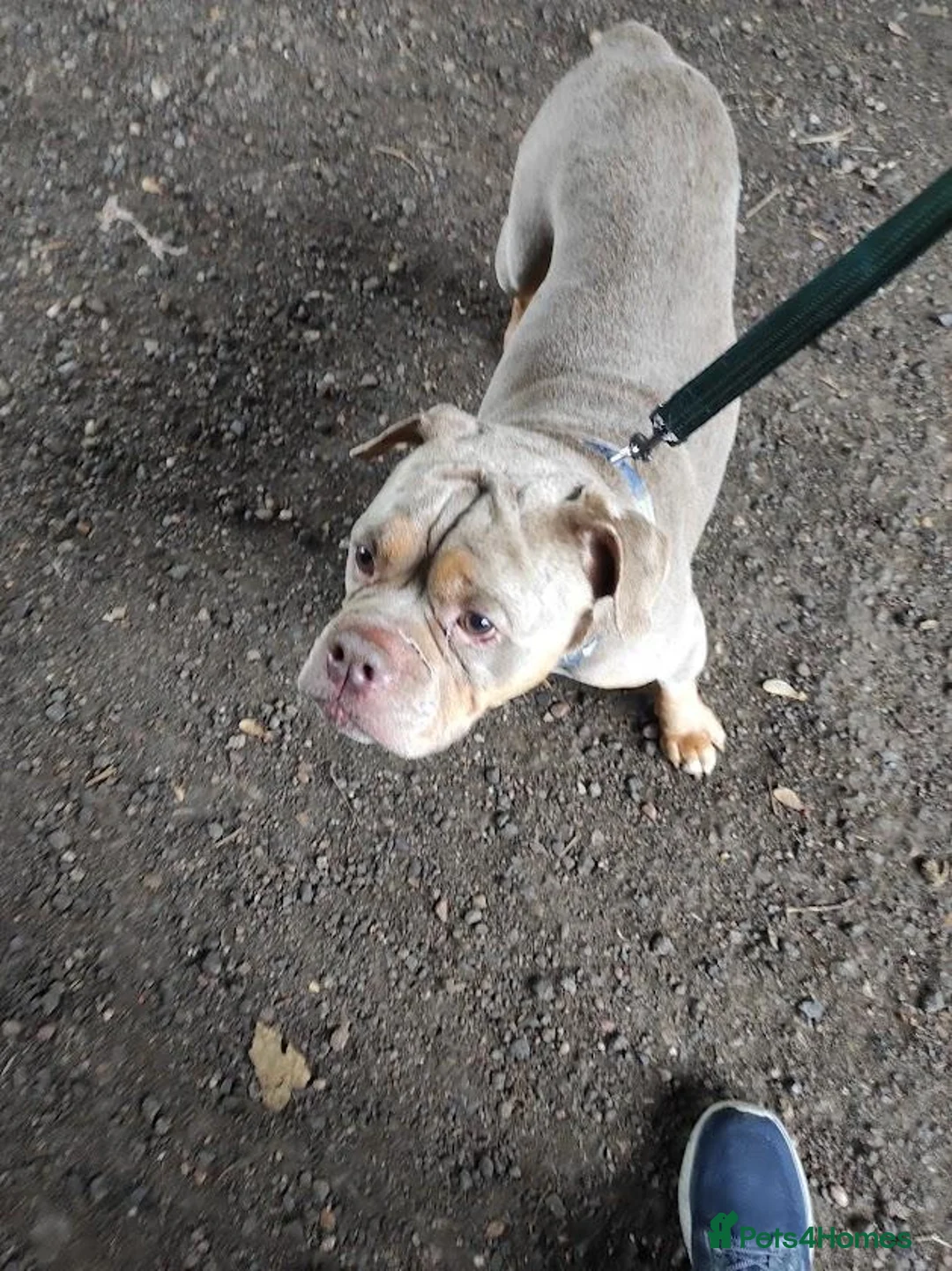 Olde English Bulldogge dogs for sale: Brian in Chesterfield - Advert 2