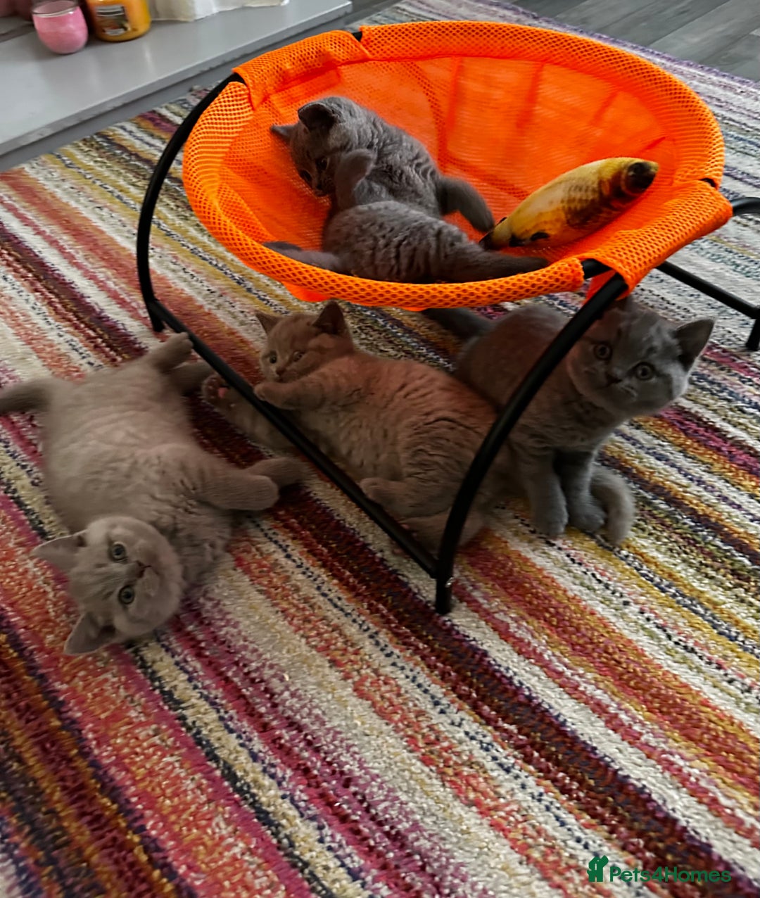 British Shorthair cats for sale: 4 Gorgeous chunky British shorthair kittens  - Image 9