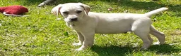 Labrador Retriever dogs for sale: Gorgeous yellow labrador puppies - Advert 8
