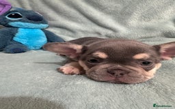 French Bulldog dogs for sale: 5 Male French Bulldog Puppies - Image 16