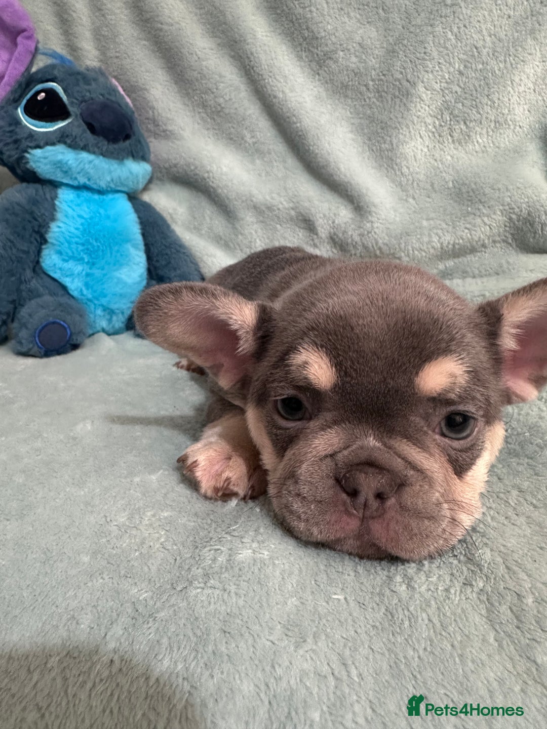 French Bulldog dogs for sale: 5 Male French Bulldog Puppies - Image 16