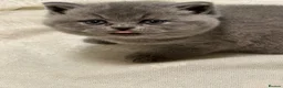 British Shorthair cats for sale: Beautiful British Shorthair kittens to reserve - Advert 27