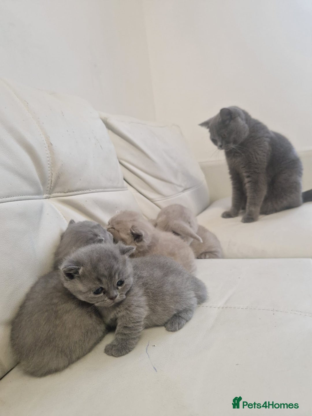 British Shorthair cats for sale: British Shorthair Kittens Blue and Lilac. - Advert 14