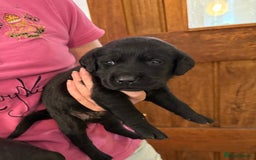 Labrador Retriever dogs for sale: ✨KC reg Lab puppies from health tested parents✨ - Image 6