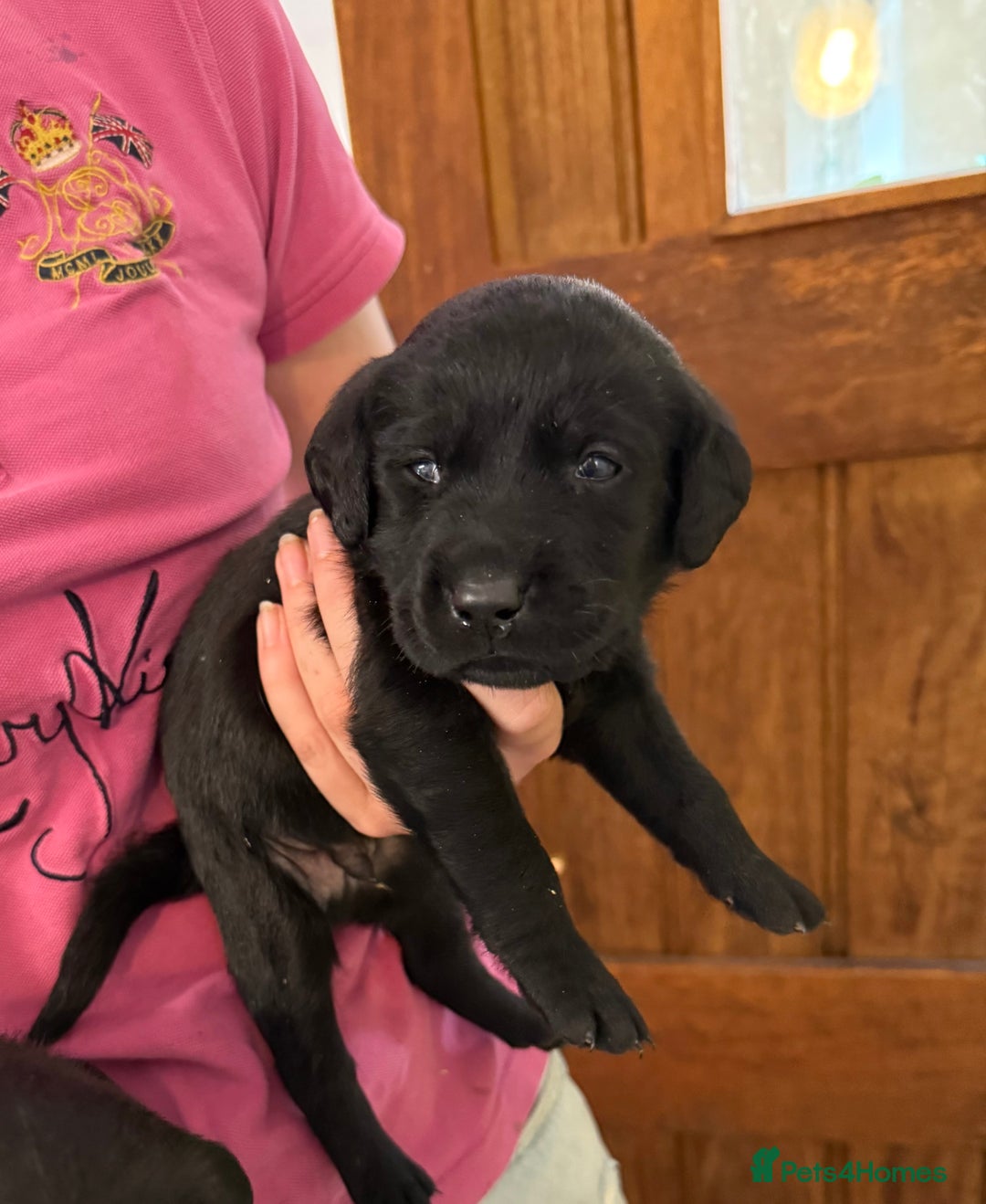 Labrador Retriever dogs for sale: ✨KC reg Lab puppies from health tested parents✨ - Image 6