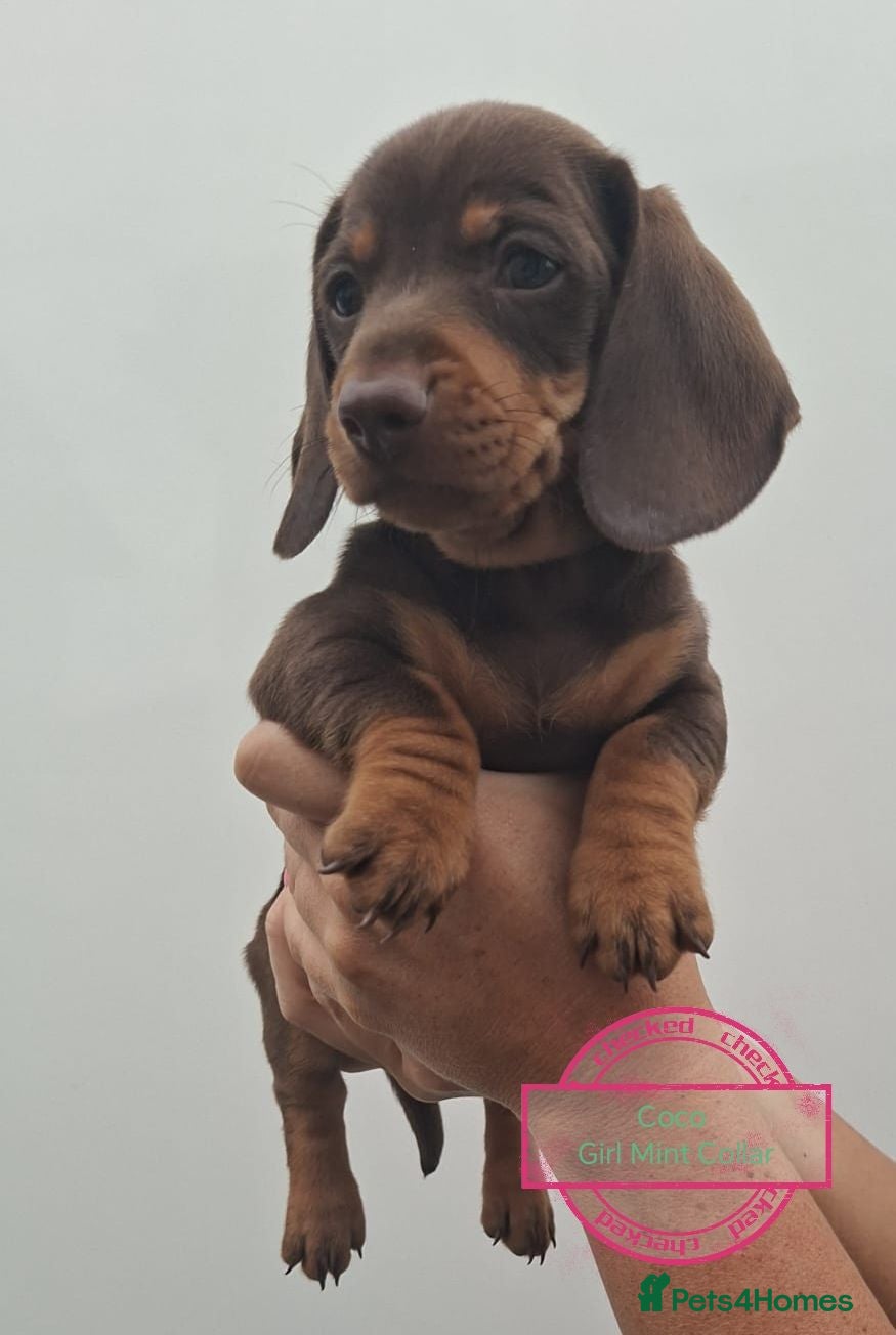 Dachshund dogs Pra Clear Minature Daushaund Puppies  - Advert 1