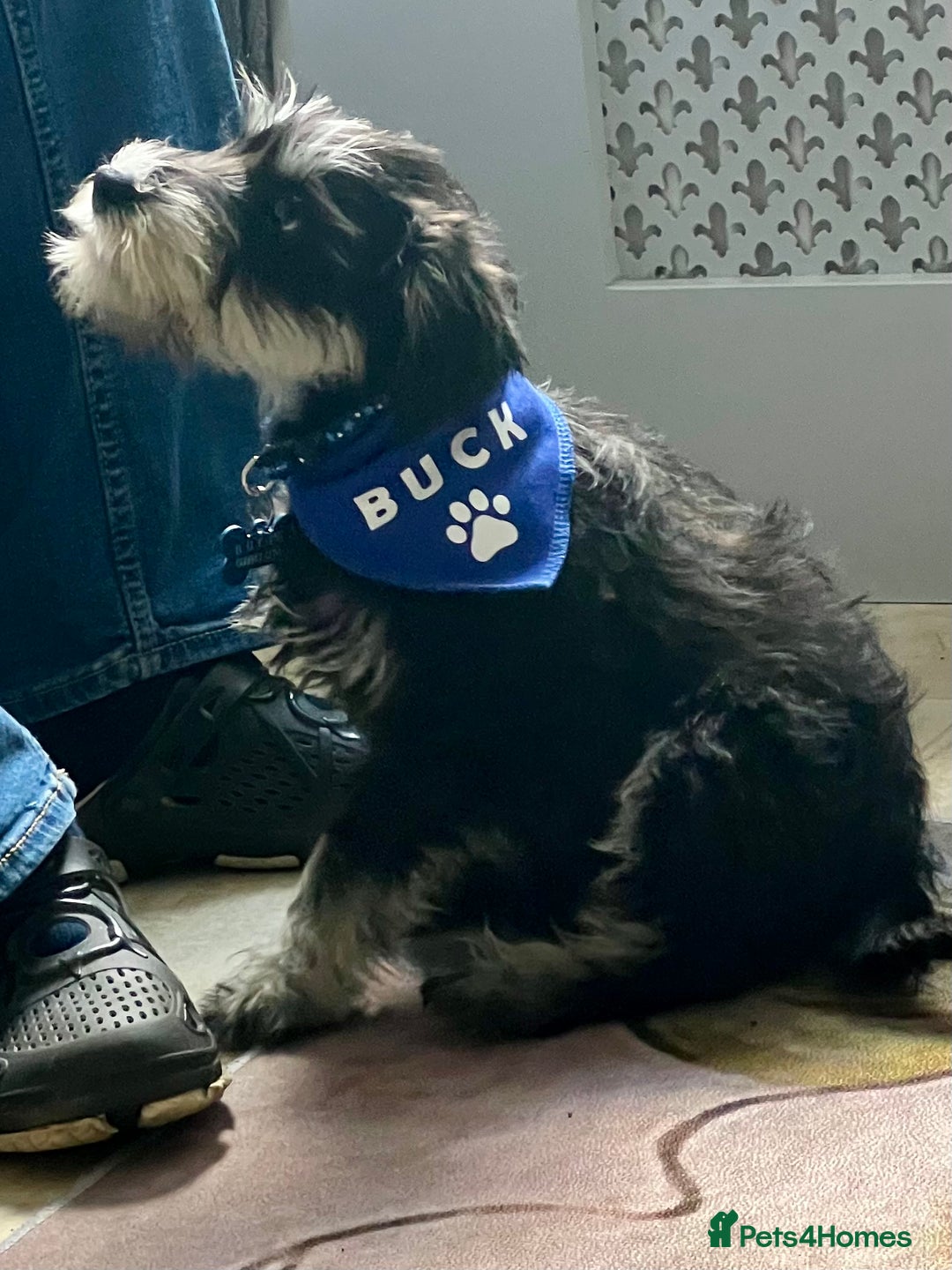 Miniature Schnauzer dogs for stud: 🐾🌟Miniature Schnauzer Stunning Stud 🌟🐾 - Advert 15