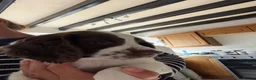 English Springer Spaniel dogs for sale: Kc reg Ftch English springer spaniels.  - Advert 11