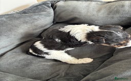 Fox Terrier dogs for sale: Stunning wire fox terrier puppies  - Image 21
