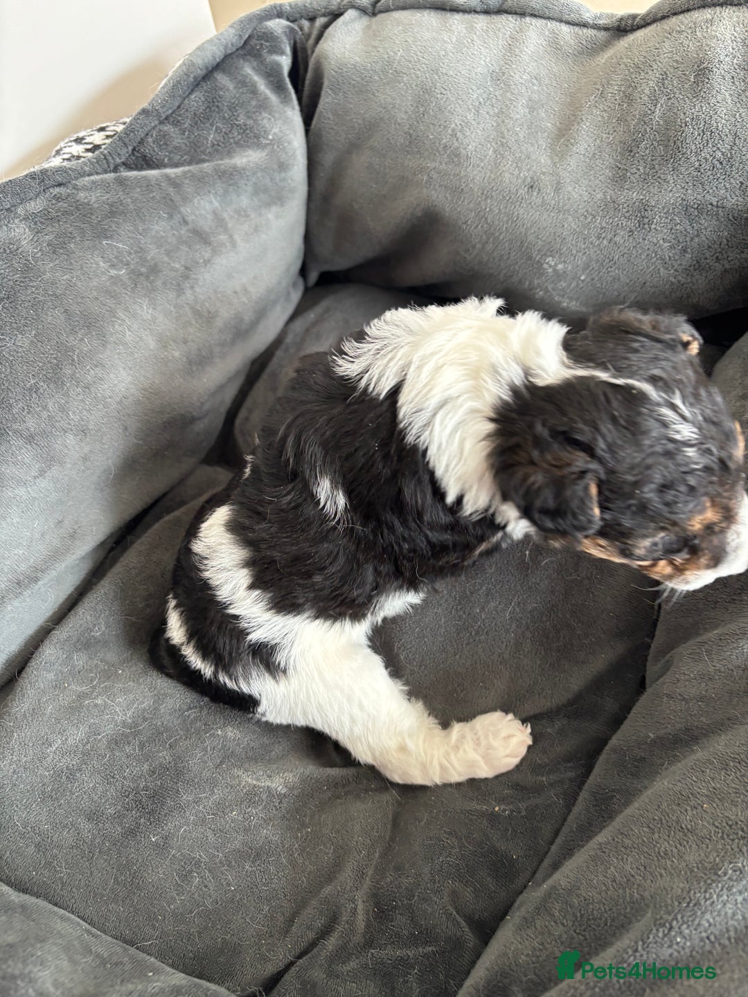 Fox Terrier dogs for sale: Stunning wire fox terrier puppies  - Image 21