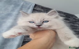 Ragdoll cats for sale: Blue mitted light mink  - Image 10