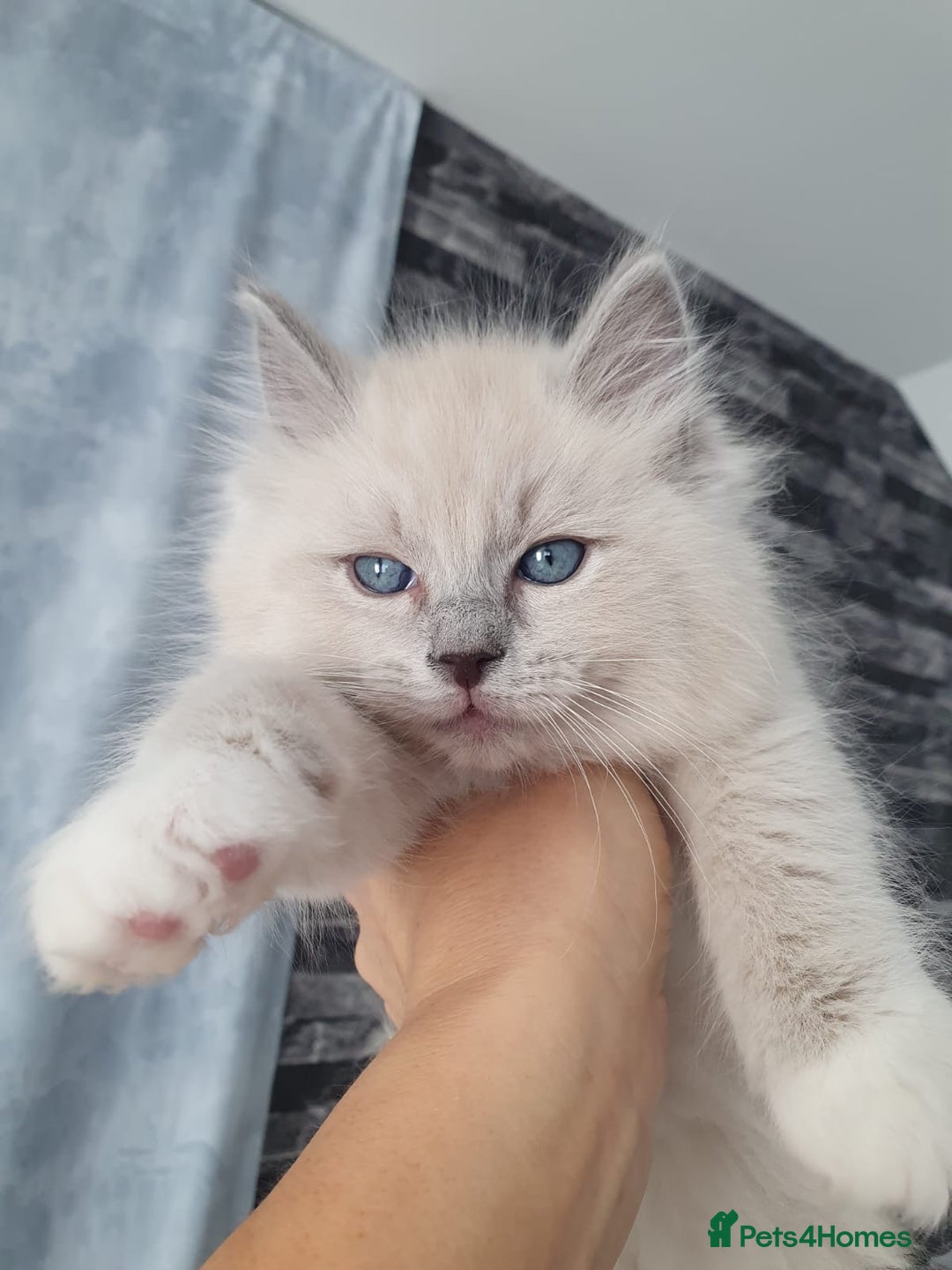Ragdoll cats for sale: Blue mitted light mink  - Image 10