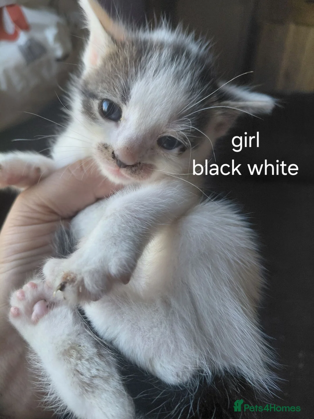 British Shorthair cats for sale: Black white/sliver with tabby markings kittens  - Advert 2