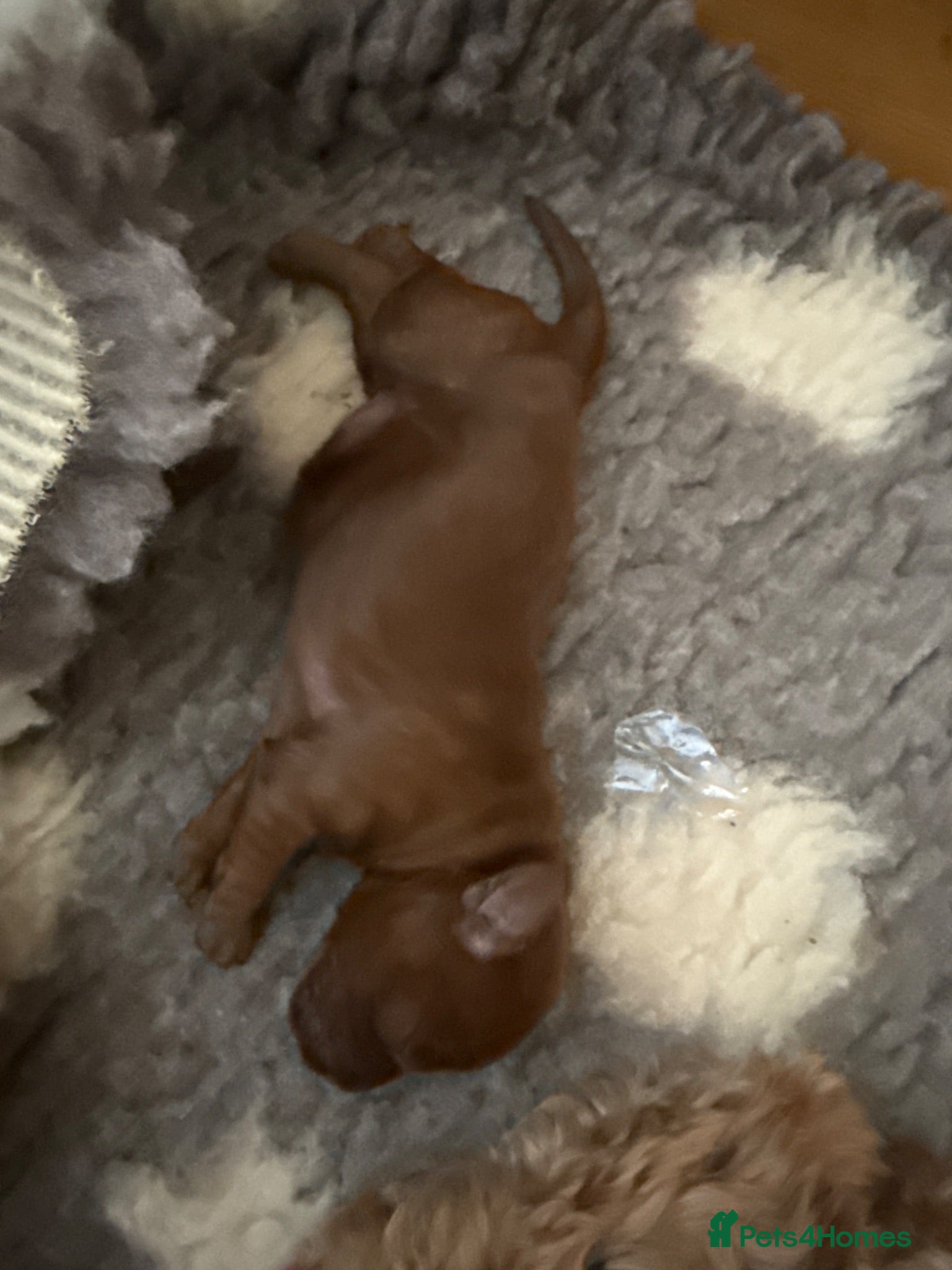 Cavapoo dogs Deep red F1b Cavapoo puppies  - Advert 1