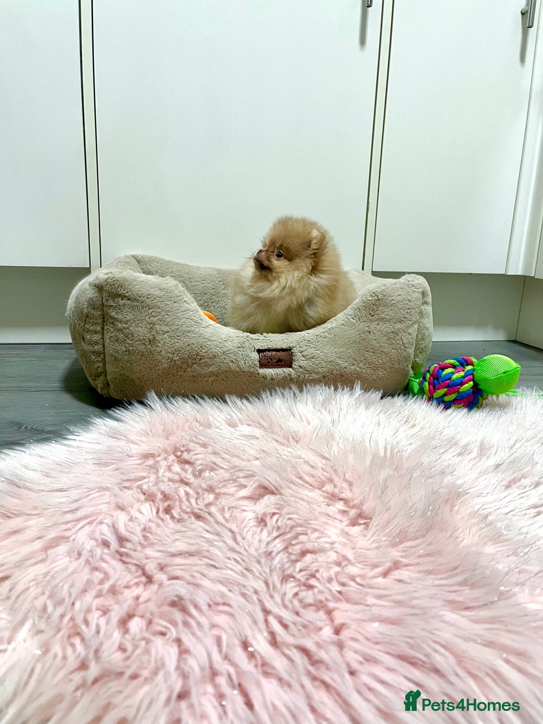 Pomeranian dogs for sale: 🐻Green eyed👁️Top Quality🔥 - Advert 10