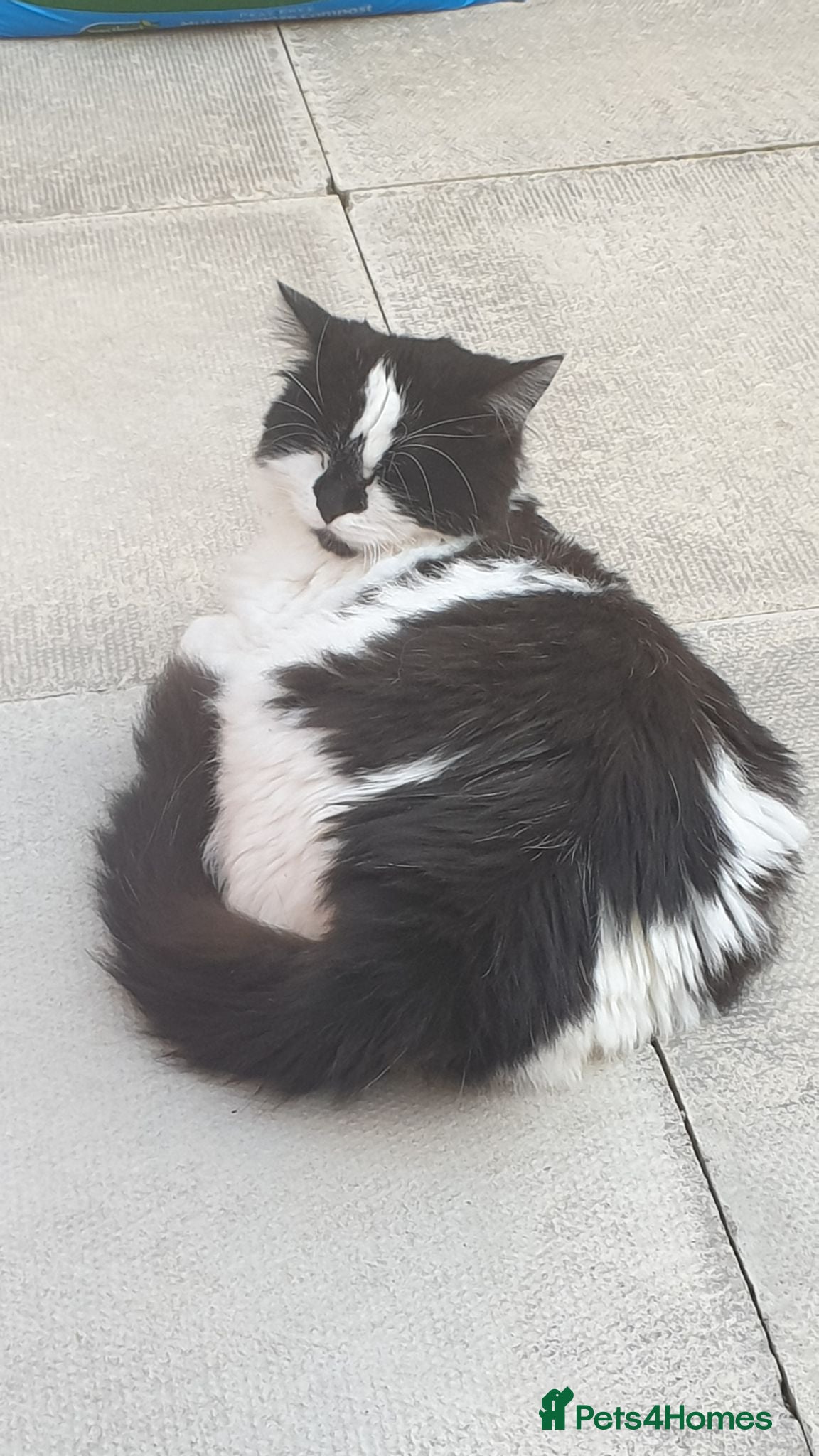 British Longhair cats Puffin needs a home - Advert 1