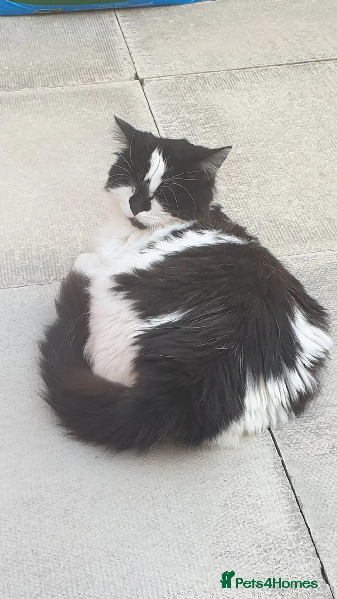 British Longhair cats for sale: Puffin needs a home - Advert 1