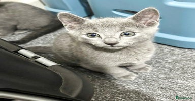 Russian Blue cats - Advert 3