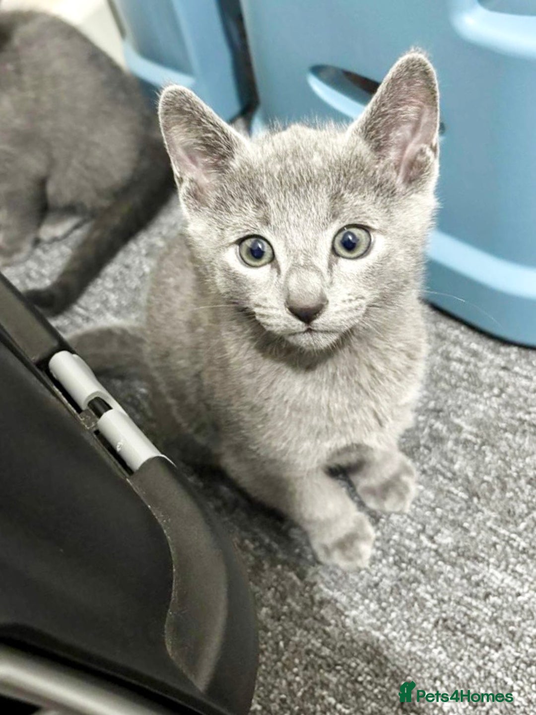 Russian Blue cats for sale: READY TO LEAVE pure pedigree Russian blue kittens! - Image 2