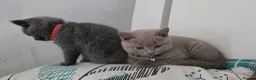 British Shorthair cats for sale: PEDIGREE BSH SHORT HAIR - Advert 5
