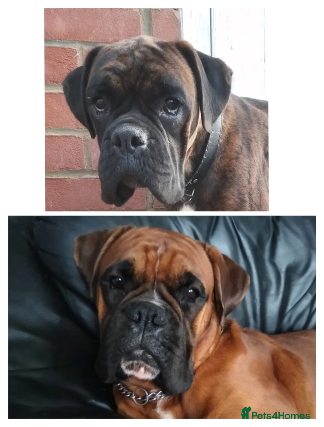 Boxer dogs for sale: Gorgeous Boxer Puppies Available... - Advert 12