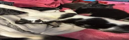 Mixed Breed cats for sale: Beautiful Kittens - Advert 14