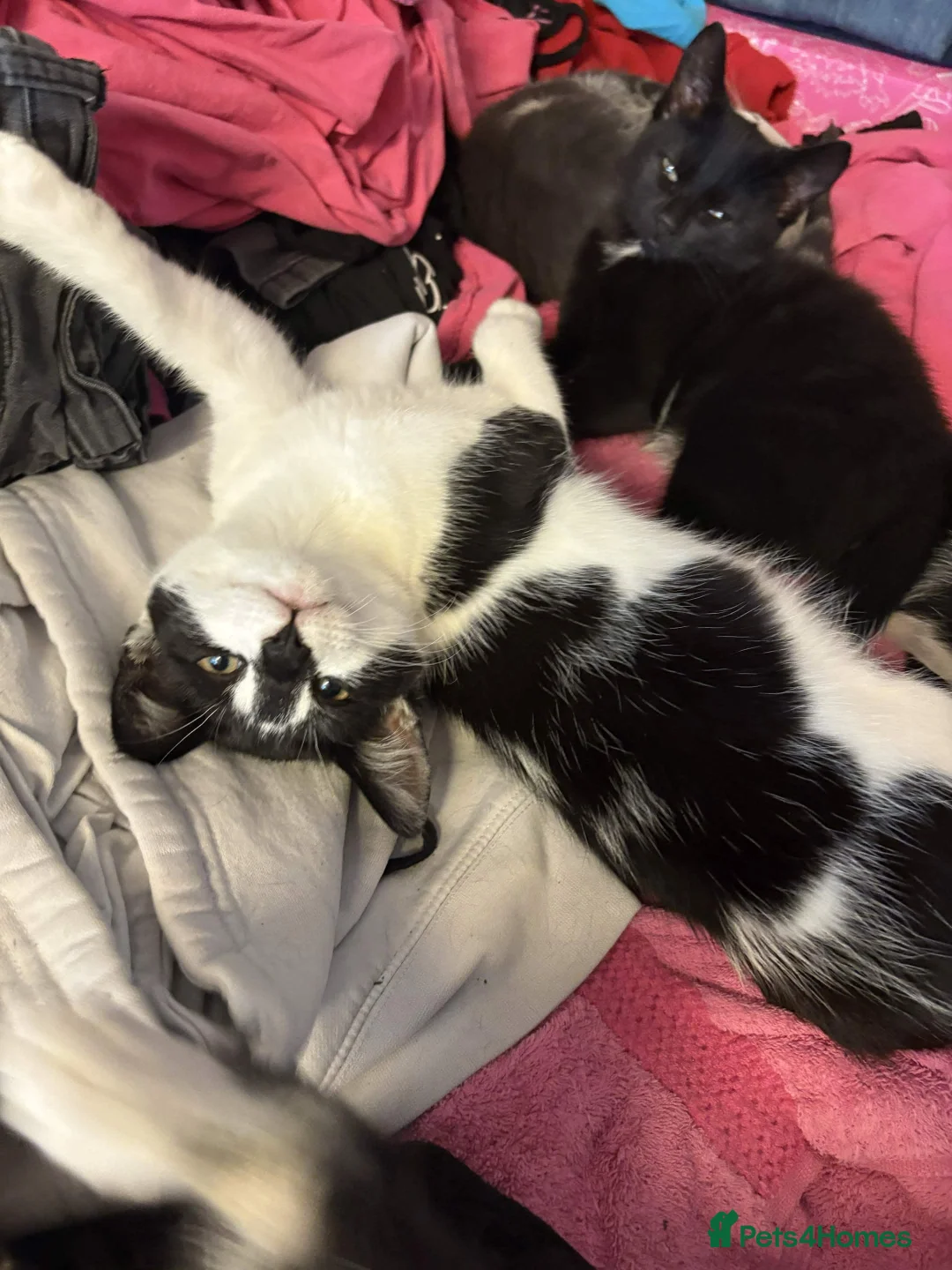 Mixed Breed cats for sale: Beautiful Kittens - Advert 14