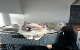 Ragdoll cats for sale: Lucky - rehoming  - Image 1