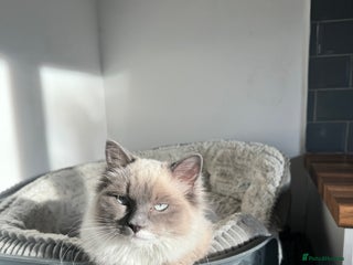 Ragdoll cats - Advert 2