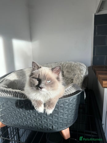 Ragdoll cats - Advert 10