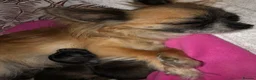 Chihuahua dogs for sale: Longhaired chihuahua puppies - Advert 25