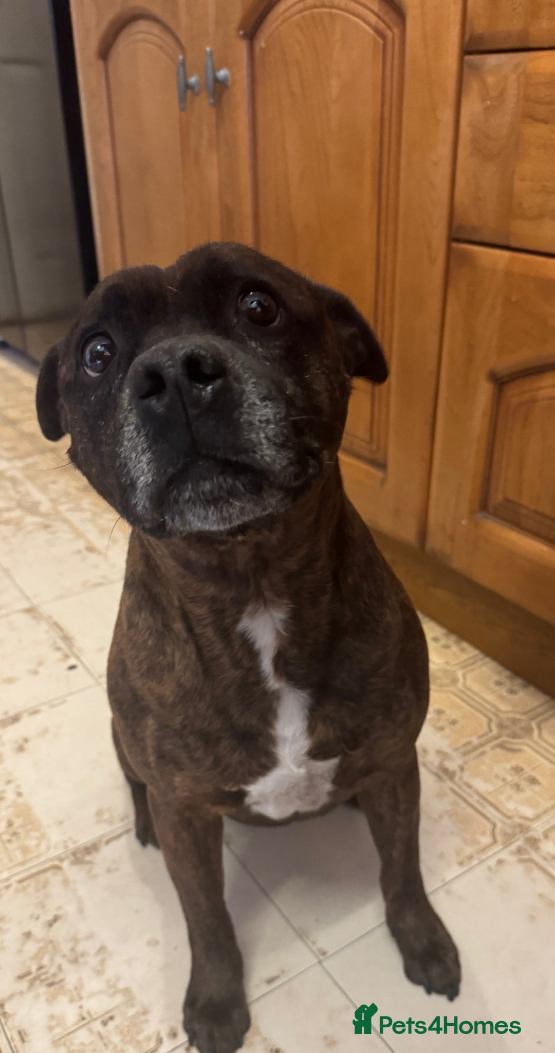 Staffordshire Bull Terrier dogs for sale: Staffordshire Bull Terrier Puppies - Image 21