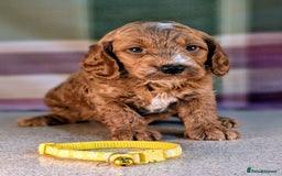 Cockapoo dogs for sale: F1B Cockapoo Puppies Ready for Their Forever Home. - Image 12