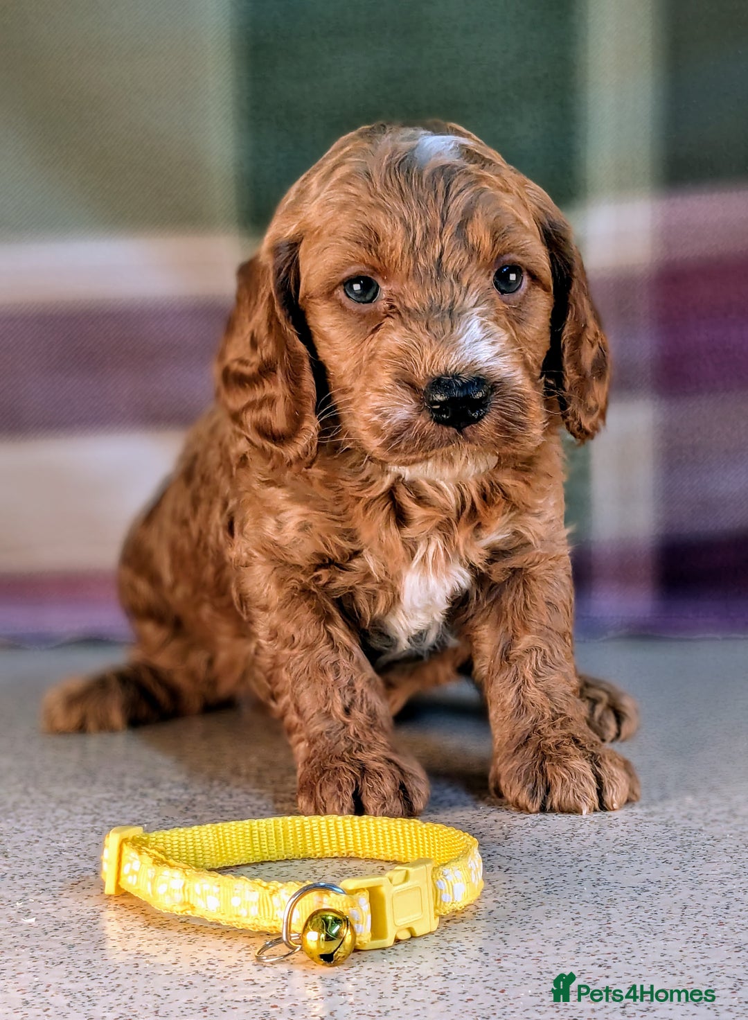 Cockapoo dogs for sale: F1B Cockapoo Puppies Ready for Their Forever Home. - Image 12
