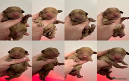 Goldendoodle dogs for sale: Miniature Goldendoodles - Ready Mid December  - Image 2