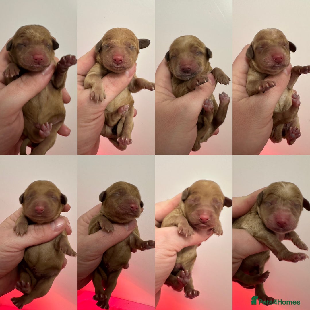 Goldendoodle dogs for sale: Miniature Goldendoodles - Ready Mid December  - Image 2