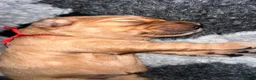 Golden Retriever dogs for sale: KC Golden Retrievers - Health Tested & Home Raised in Trowbridge - Advert 32